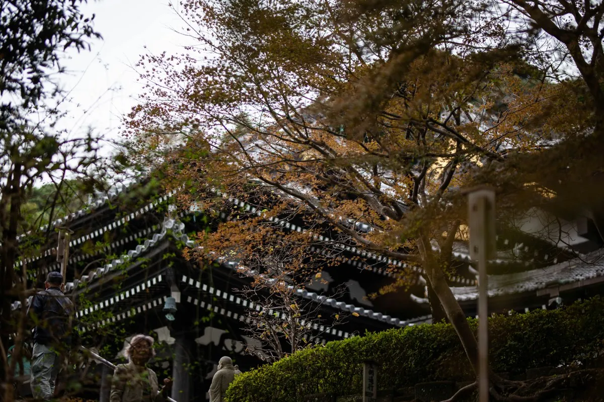 Dak van een traditionele tempel tussen esdoorns in Kamakura