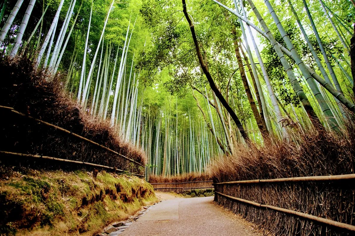 Bamboebos van Arashiyama met bezoekers bij zonsopgang