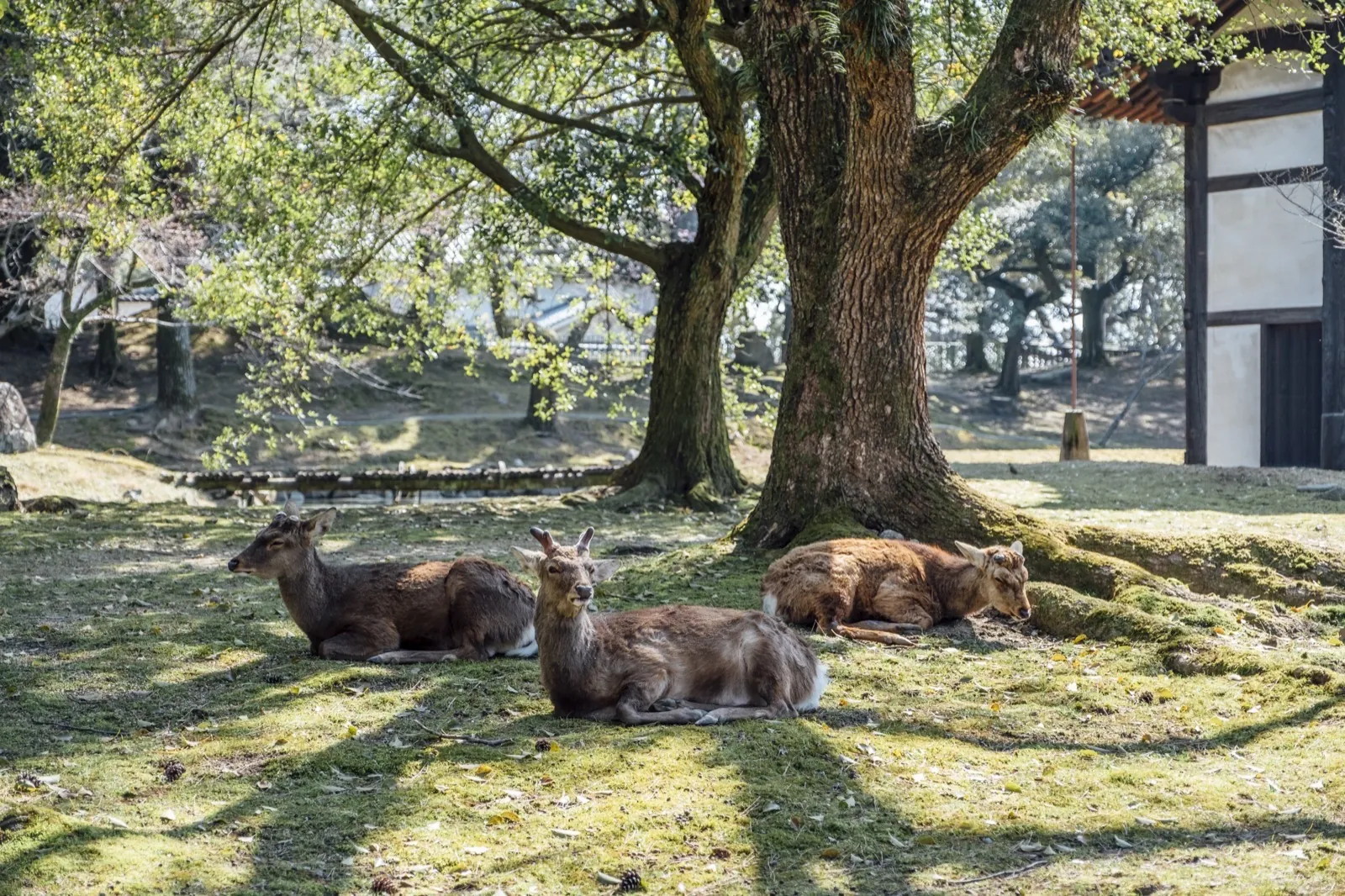 Heilige herten die voor de Tōdai-ji-tempel in Nara wandelen